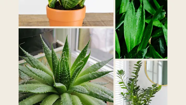 5 Low-Maintenance Plants for Moms Who Forget to Water