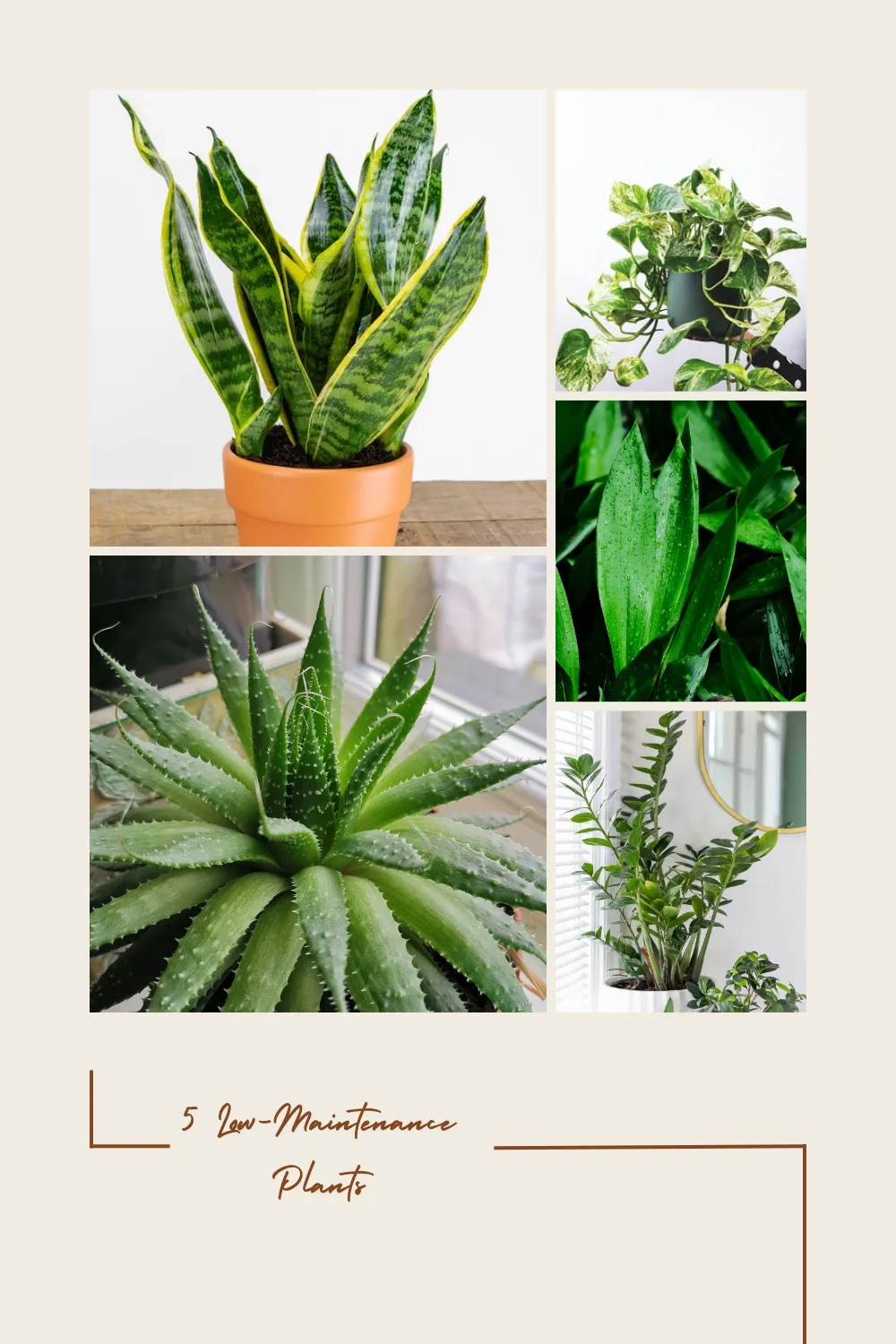 5 Low-Maintenance Plants for Moms Who Forget to Water